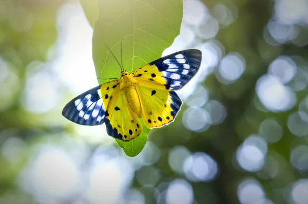 Pisello farfalla su un ramo d'albero che riposa in estate nella foresta pluviale — Foto Stock
