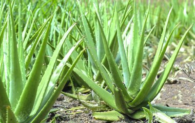 Aloe vera bitkisi bahçede
