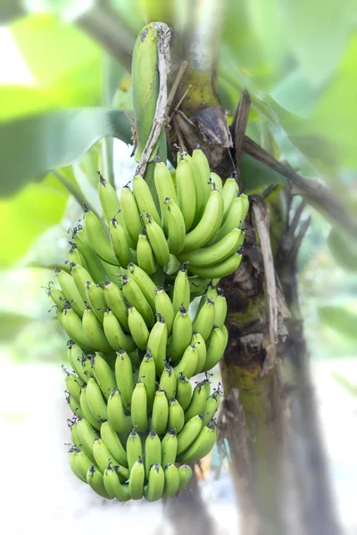 Wiązka bananów niedojrzałych zwisające z gałęzi drzewa na farmie — Zdjęcie stockowe
