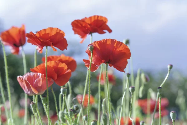 Wild Coquelicot flowers bloom in the sunny sky shimmering