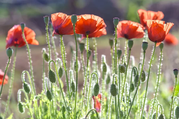 Vahşi çift çiçekler açar güneşli gökyüzünde parıldayan 