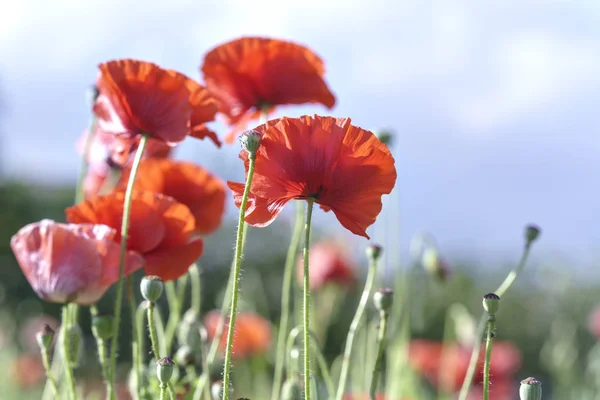 야생 Coquelicot 꽃 반짝 맑은 하늘에 — 스톡 사진