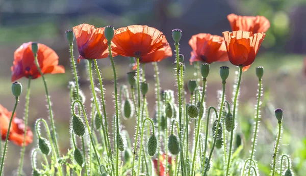 Wild Coquelicot flowers bloom in the sunny sky shimmering