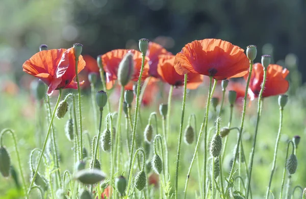 야생 Coquelicot 꽃 반짝 맑은 하늘에 — 스톡 사진