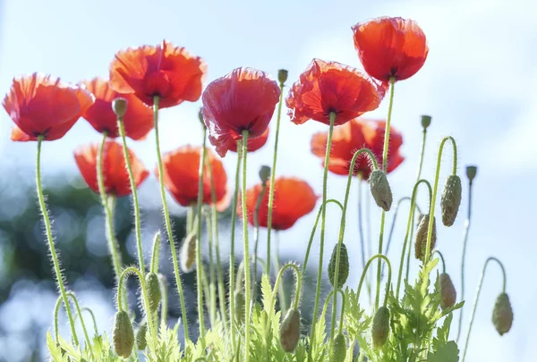 Vahşi çift çiçekler açar güneşli gökyüzünde parıldayan 