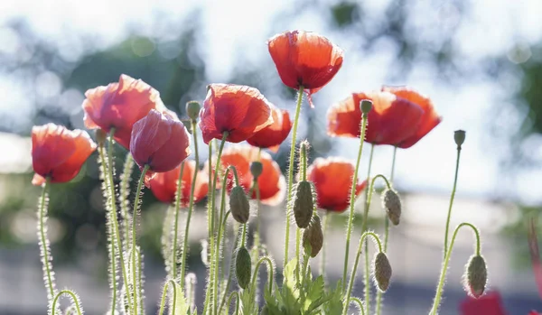 Vahşi çift çiçekler açar güneşli gökyüzünde parıldayan 