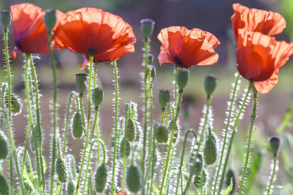 야생 Coquelicot 꽃 반짝 맑은 하늘에 — 스톡 사진