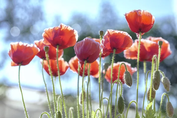 Vahşi çift çiçekler açar güneşli gökyüzünde parıldayan 
