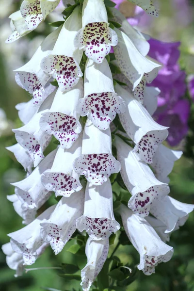 İnanılmaz çiçek arka plan bahar renkli çiçek çiçek Festivali