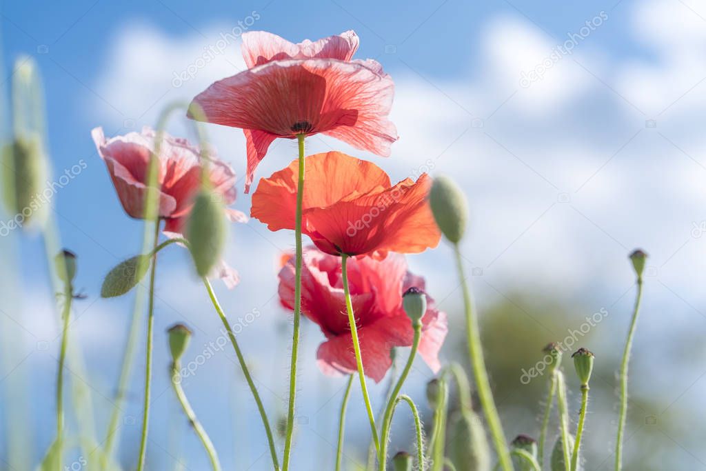 Wild Coquelicot flowers bloom in the sunny sky shimmering 
