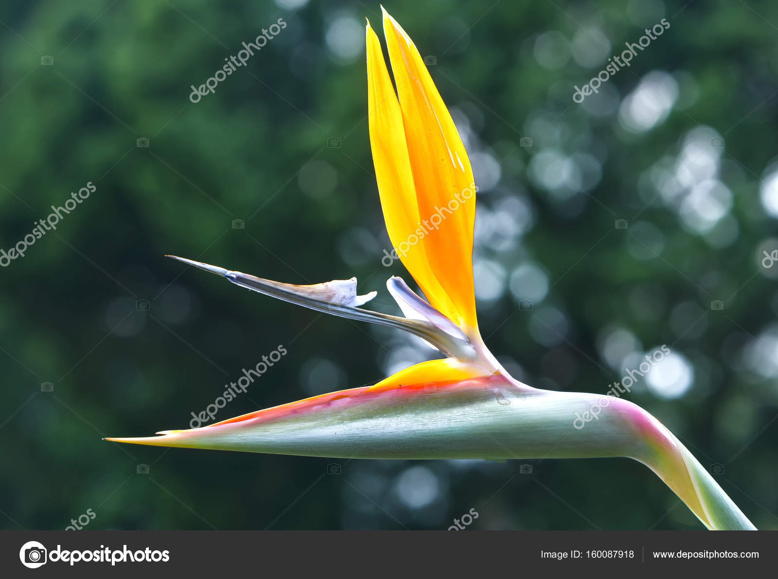 Loiseau De Paradis De Fleurs Dans Le Jardin Damour