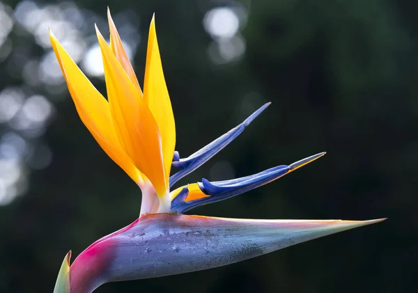 The bird of paradise flowers bloom in the love garden — Stock Photo, Image