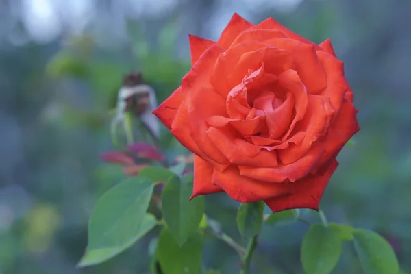 Rosas florescem no jardim da amante pela manhã — Fotografia de Stock