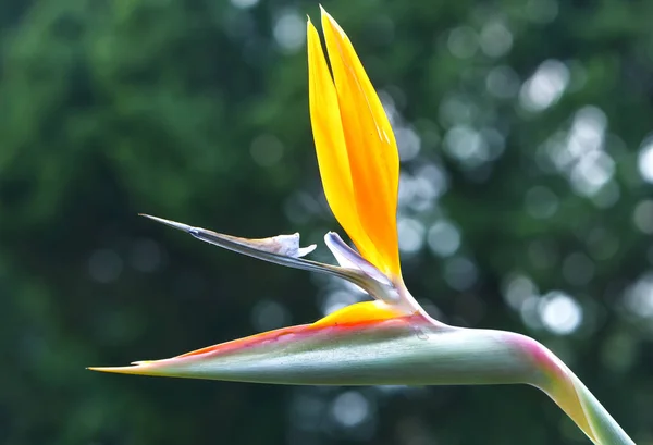 The bird of paradise flowers bloom in the love garden — Stock Photo, Image