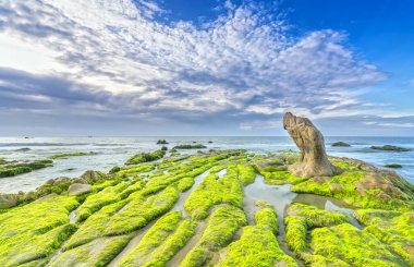 Taş yosun ve deniz yosunu memnuniyetle Dawn'la güzel yeni gün kapalı.