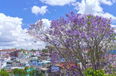 Jacaranda çiçekler açar tepe üzerinde
