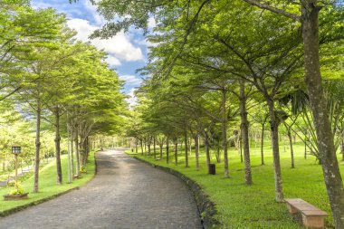 Altın gün ışığında yeşil ağaçlar ile parkta virajlı yollar Parlatıcı