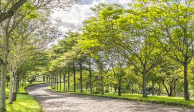Altın gün ışığında yeşil ağaçlar ile parkta virajlı yollar Parlatıcı