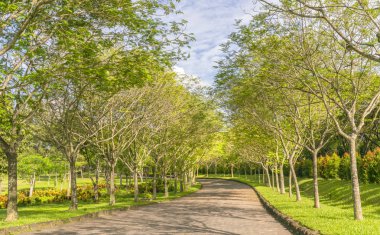 Altın gün ışığında yeşil ağaçlar ile parkta virajlı yollar Parlatıcı