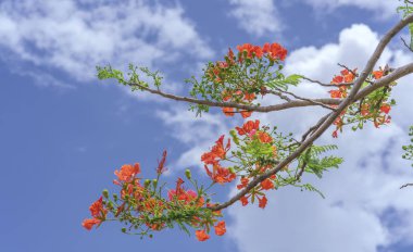 Kırmızı royal poinciana çiçekler açar