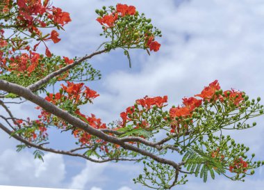 Kırmızı royal poinciana çiçekler açar