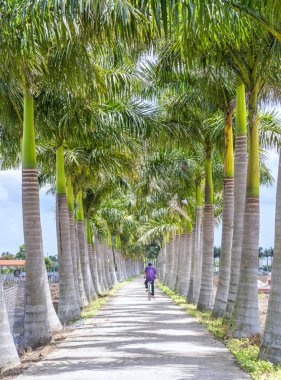 Kırsal bir yolda Küba Royal Palm ağaçlar dikildi