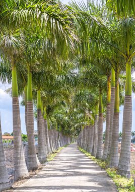Kırsal bir yolda Küba Royal Palm ağaçlar dikildi