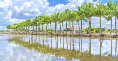 Kırsal bir yolda Küba Royal Palm ağaçlar dikildi