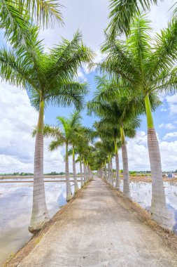 Kırsal bir yolda Küba Royal Palm ağaçlar dikildi