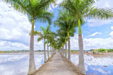 Kırsal bir yolda Küba Royal Palm ağaçlar dikildi