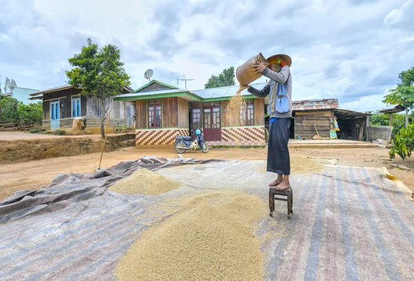 Agricultores rasgando arroz através dos ventos da natureza para alimentar suas famílias — Fotografia de Stock