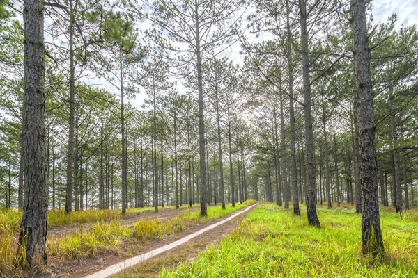 Güzel çam ormanı gizemli ormana giden yolda güneşli sabah