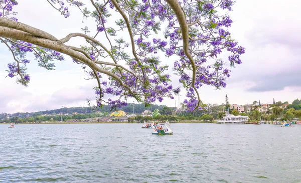 Los visitantes disfrutan de flores Jacaranda florecen a lo largo del lago Xuan Huong en primavera — Foto de Stock