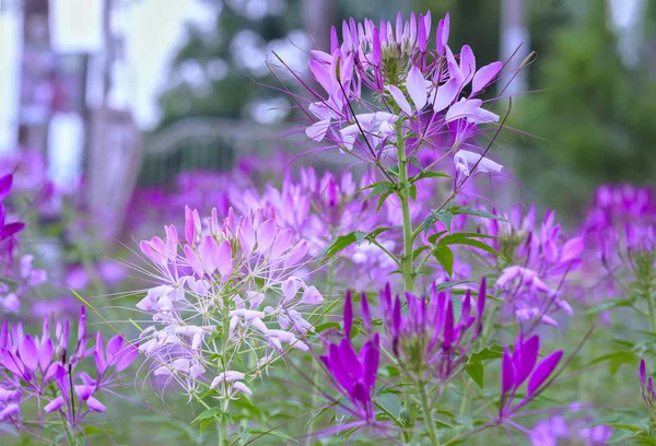 Cleome spider kwiat kwitnie w piękny ogród — Zdjęcie stockowe