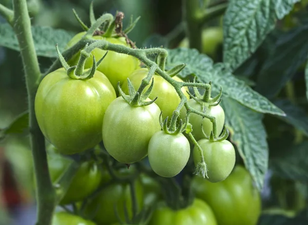 Muitos tomates crescendo na cerca em uma casa verde — Fotografia de Stock