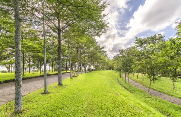 Altın gün ışığında yeşil ağaçlar ile parkta virajlı yollar Parlatıcı