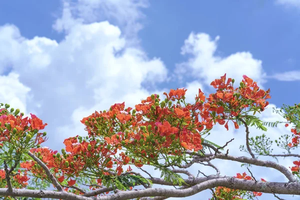 赤いホウオウボクの花が咲く — ストック写真