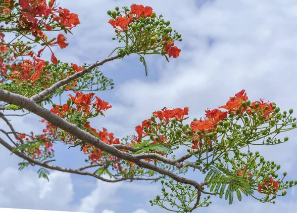 Kırmızı royal poinciana çiçekler açar