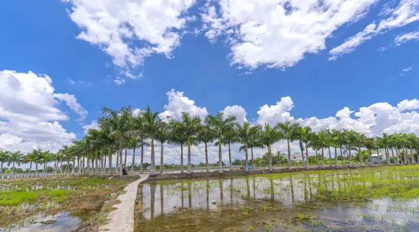 Palme reali cubane piantate lungo una strada rurale — Foto Stock