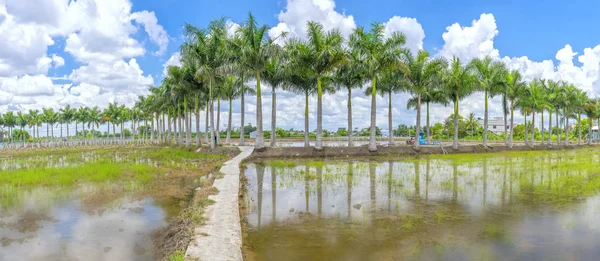 Kubanska Royal Palm träd planteras längs en lantlig väg — Stockfoto