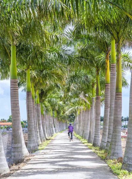 Kırsal bir yolda Küba Royal Palm ağaçlar dikildi