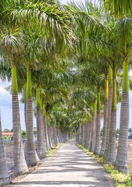 Kırsal bir yolda Küba Royal Palm ağaçlar dikildi