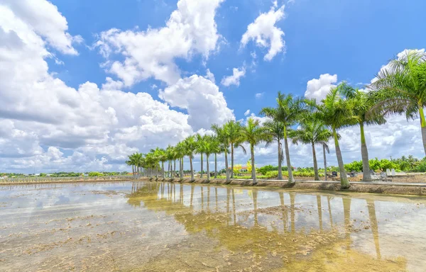 Kırsal bir yolda Küba Royal Palm ağaçlar dikildi