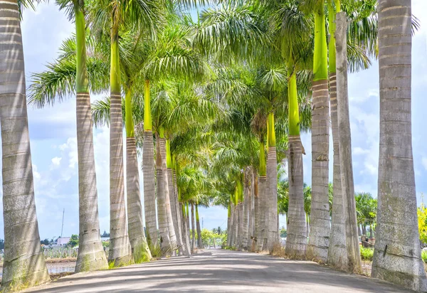 Kırsal bir yolda Küba Royal Palm ağaçlar dikildi