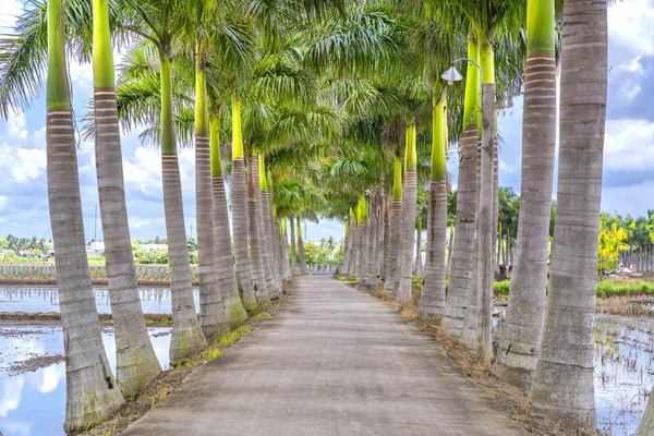 Palmeras Reales Cubanas plantadas a lo largo de un camino rural — Foto de Stock