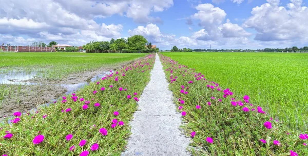 Portulaca grandiflora flor floreciendo en la tierra de la carretera — Foto de Stock