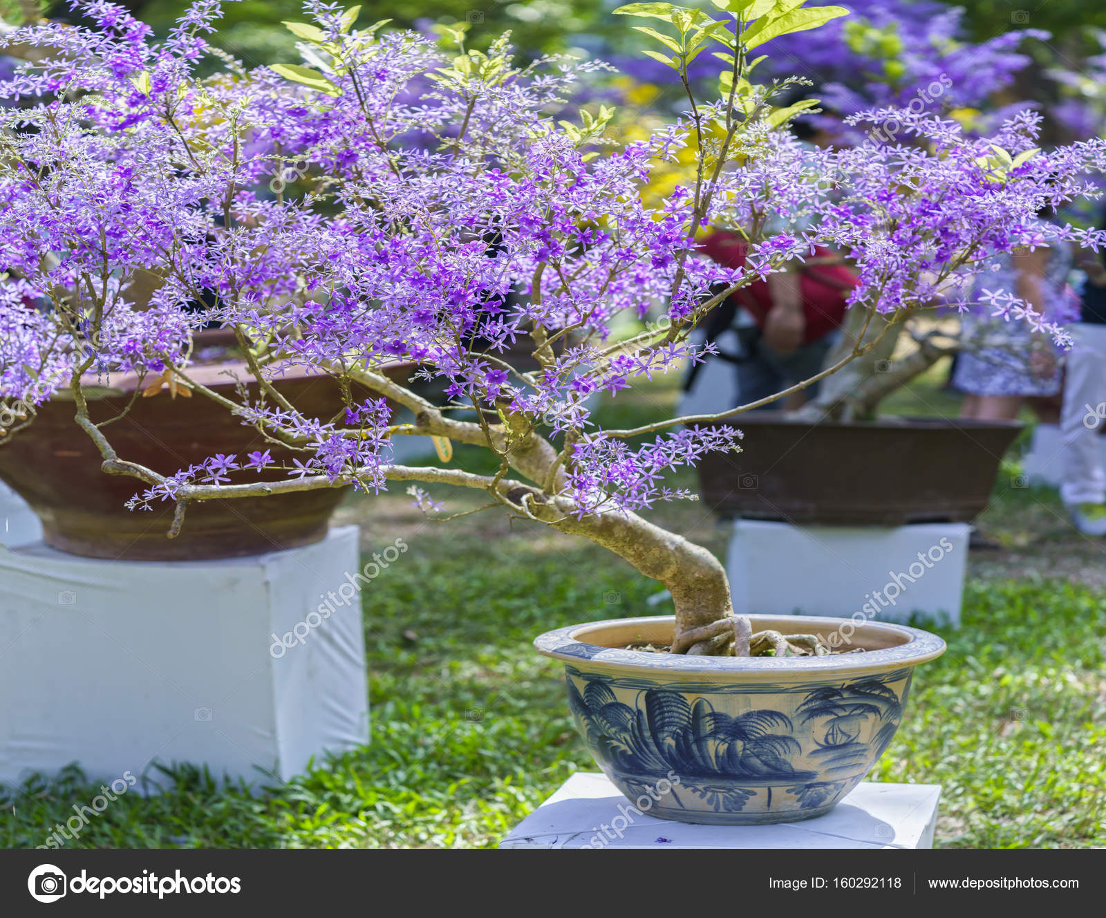 春先にベトナム旧正月紫咲くアンズの花ポット ストック写真 C Huythoai1978 Gmail Com