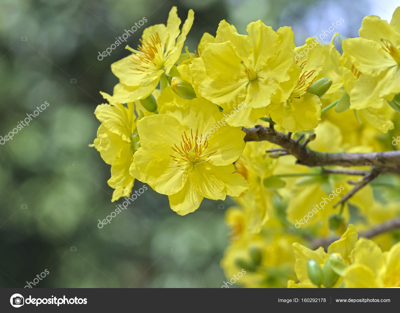 トップ100 ベトナム 正月 花 最高の花の画像 トップ100 ベトナム 正月 花 最高の花の画像