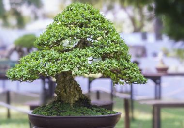 Yeşil bonsai ağacı şeklinde bir pot bitki