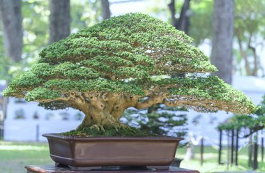 Yeşil bonsai ağacı şeklinde bir pot bitki